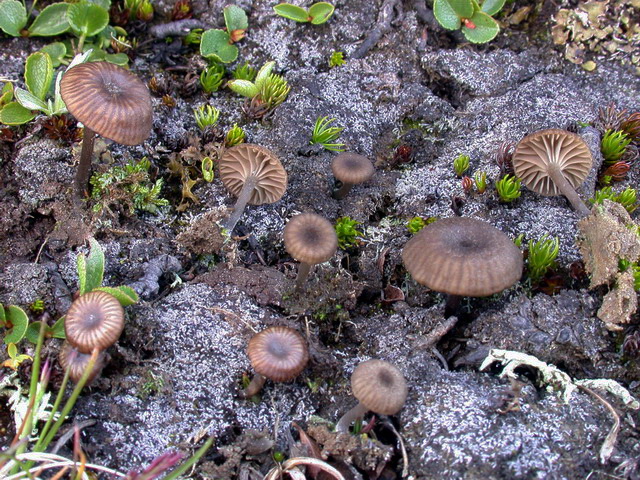 Arrhenia_obatra g.jpg