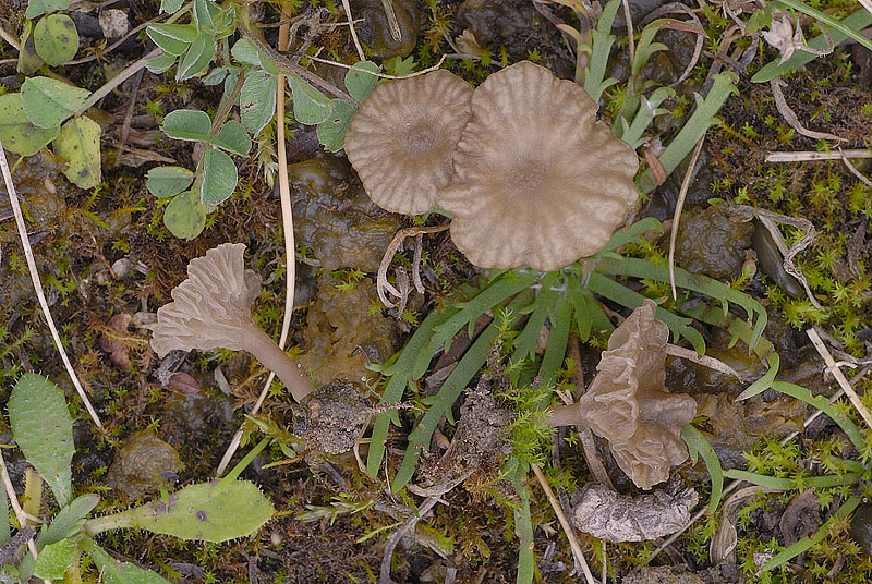 1__DSC6156 Arrhenia rickenii.jpg