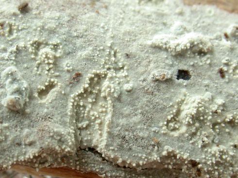 brevicellicium_olivascens03.jpg