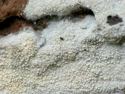 brevicellicium_olivascens02.jpg