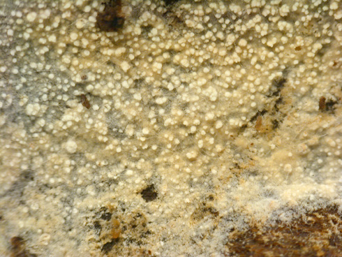 brevicellicium_olivascens04.jpg