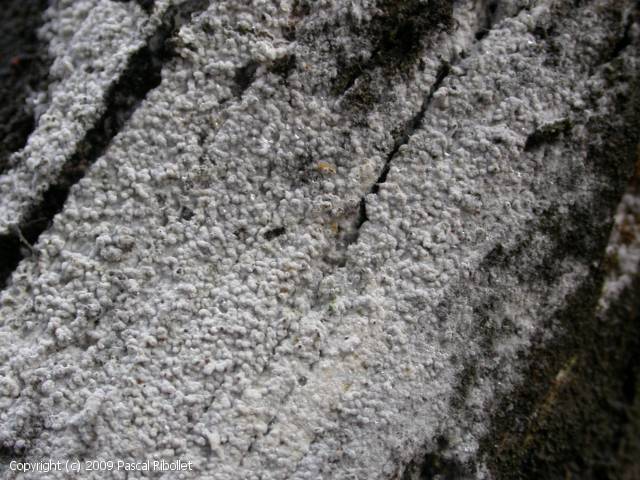 Trechispora_farinacea_2009_pr_1 (1).jpg