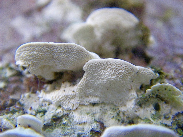 ヒメシロカイメンタケ（4-1） (1).jpg