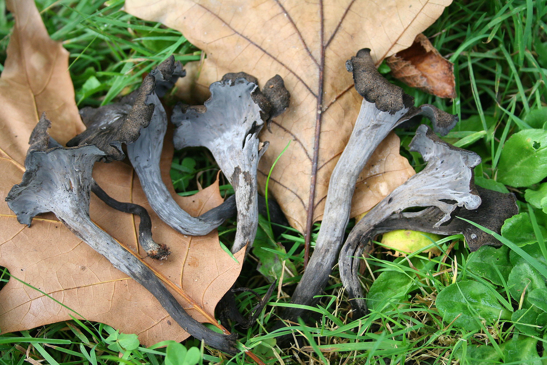 Craterellus_cornucopioides_JPG1.jpg