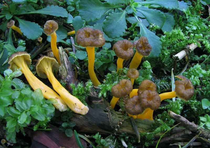 post-735-000459300 1283600160.jpg