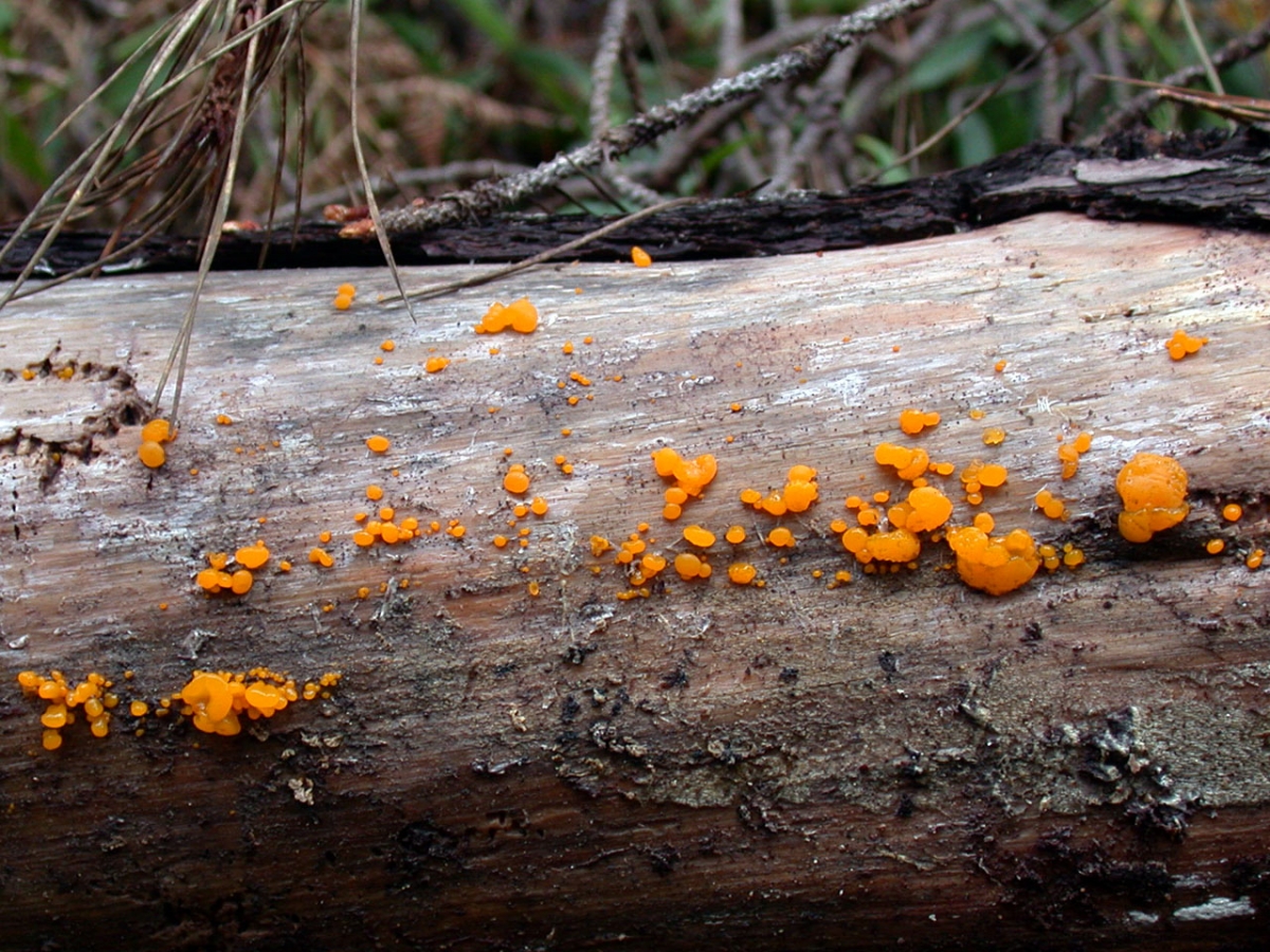 Dacrymyces_stillatus(dd-1712).jpg