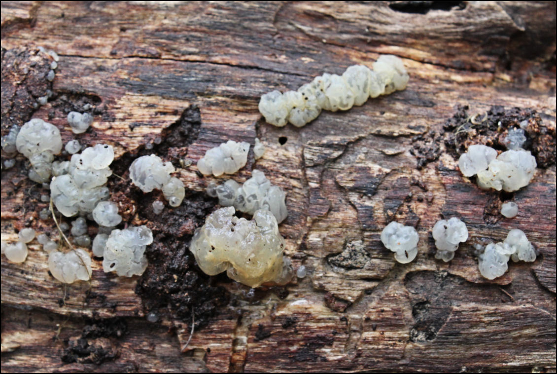 Tremella_globispora_a.jpg