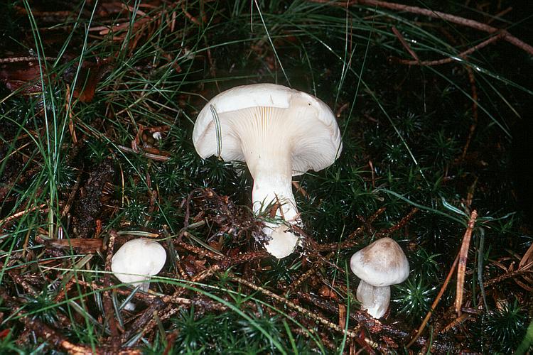 clitopilus_prunulus_gm2.jpg