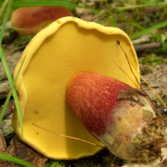 Two-Color_Bolete_downside.jpg