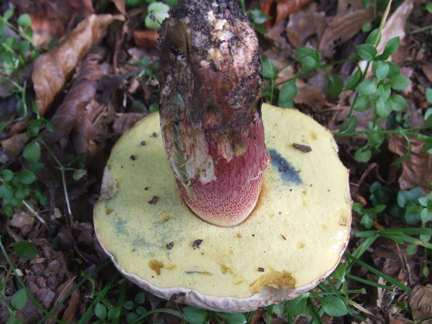 Boletus_calopus_G3_(1).JPG