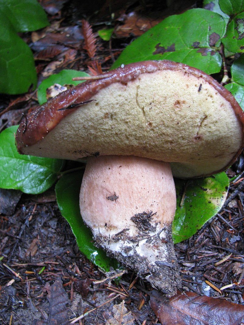 800px-Boletus_regineus_28082.jpg