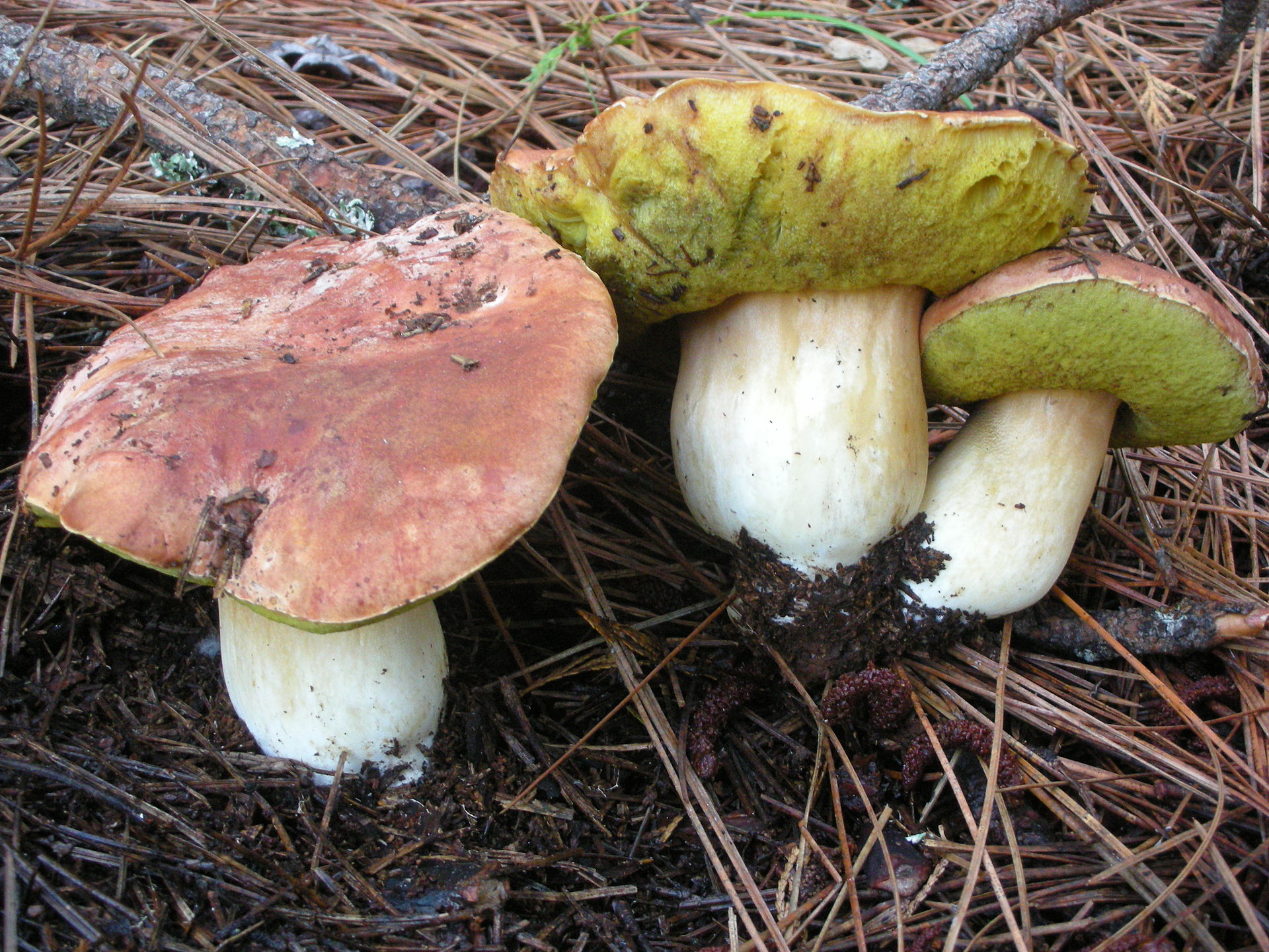 Boletus_rex-veris_42967.jpg