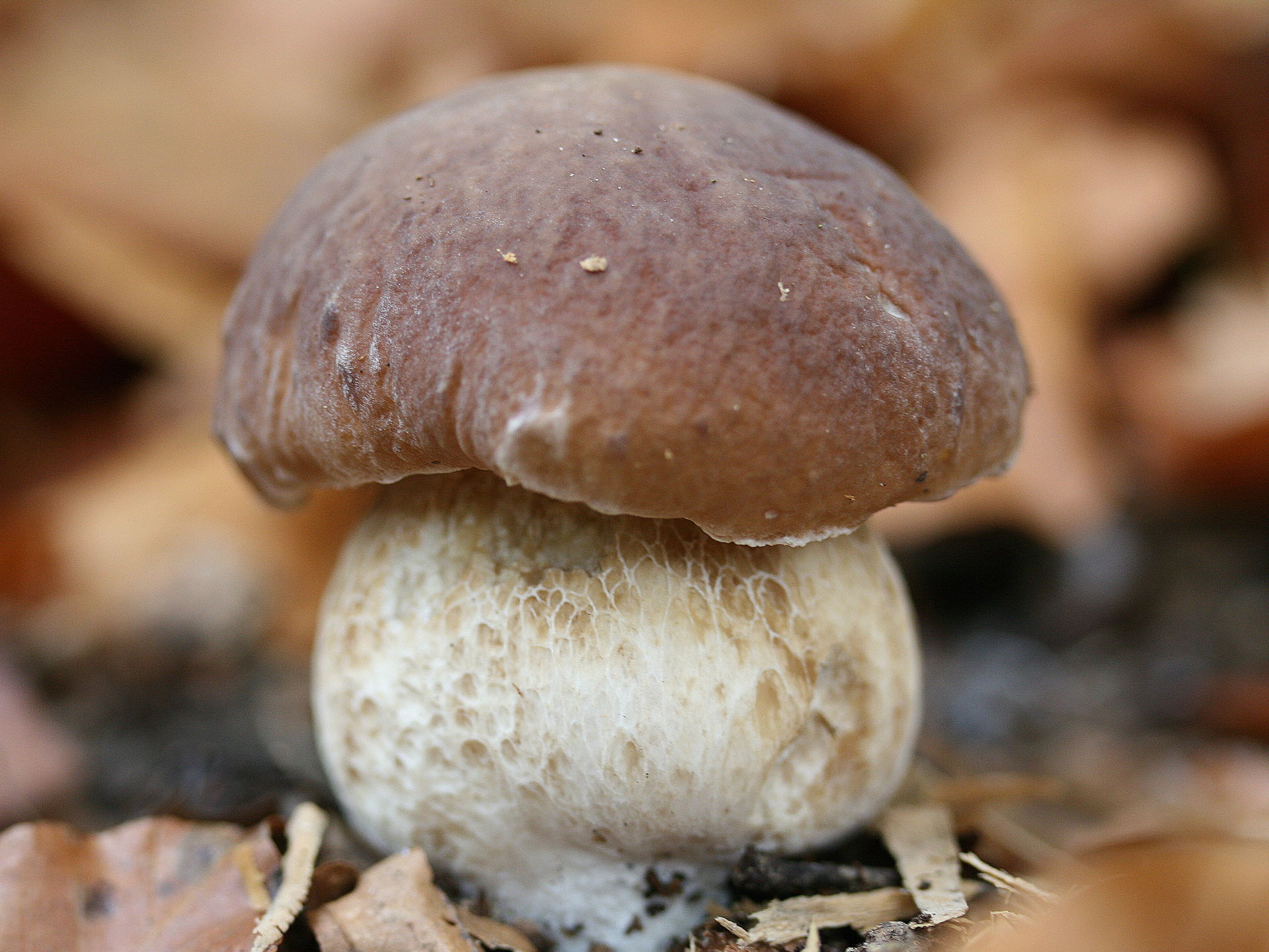 Boletus_edulis_JPG9 (1).jpg