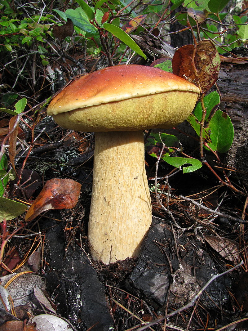 800px-Boletus_edulis_var._grandedulis_27911.jpg