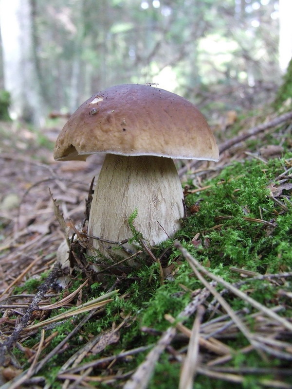 Boletus_edulis_11.jpg