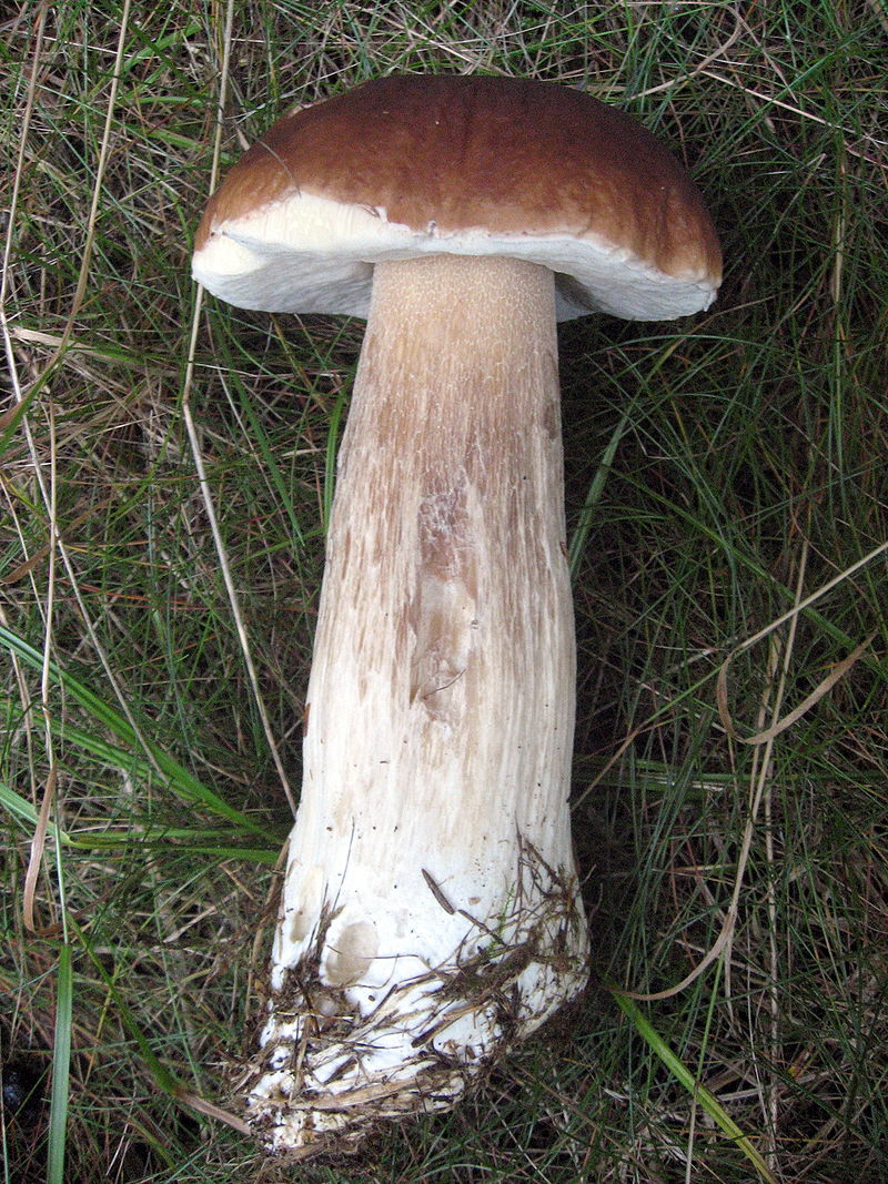 800px-Boletus_edulis_(7).jpg