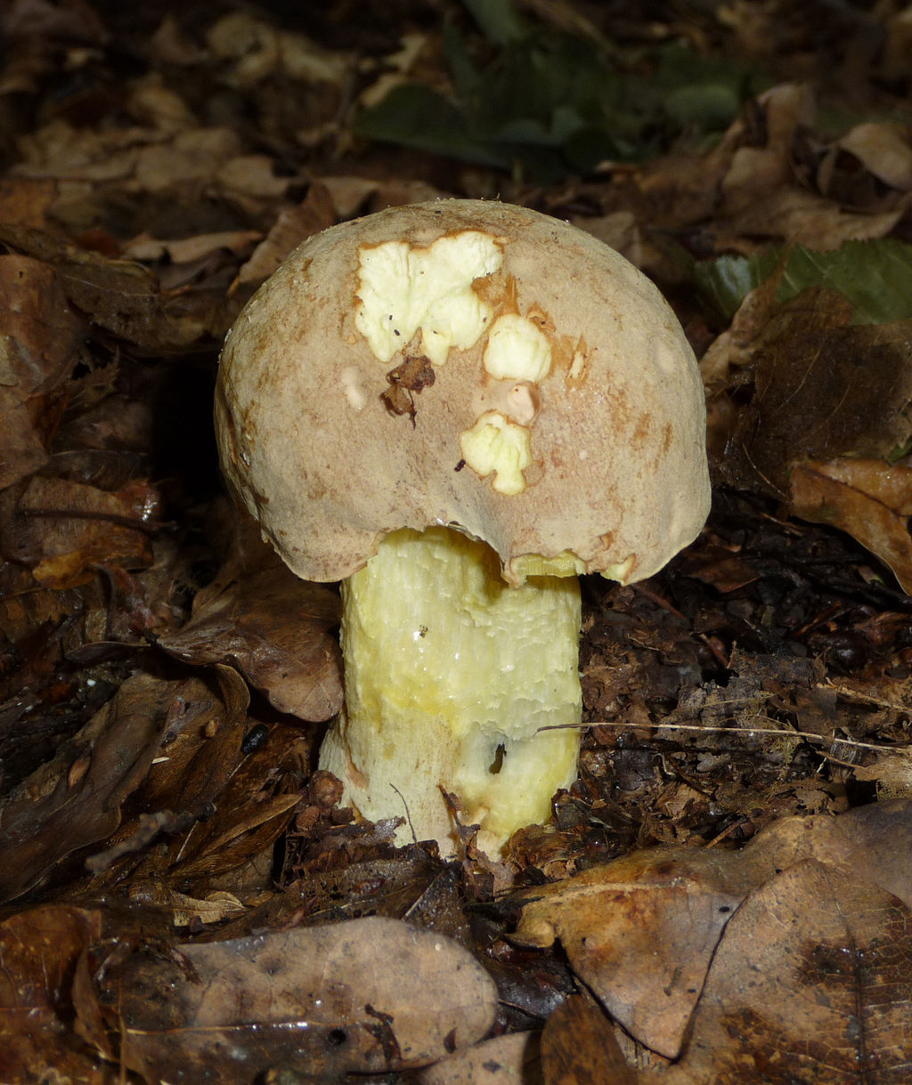 1024px-Boletus_impolitus_2009_G2.jpg