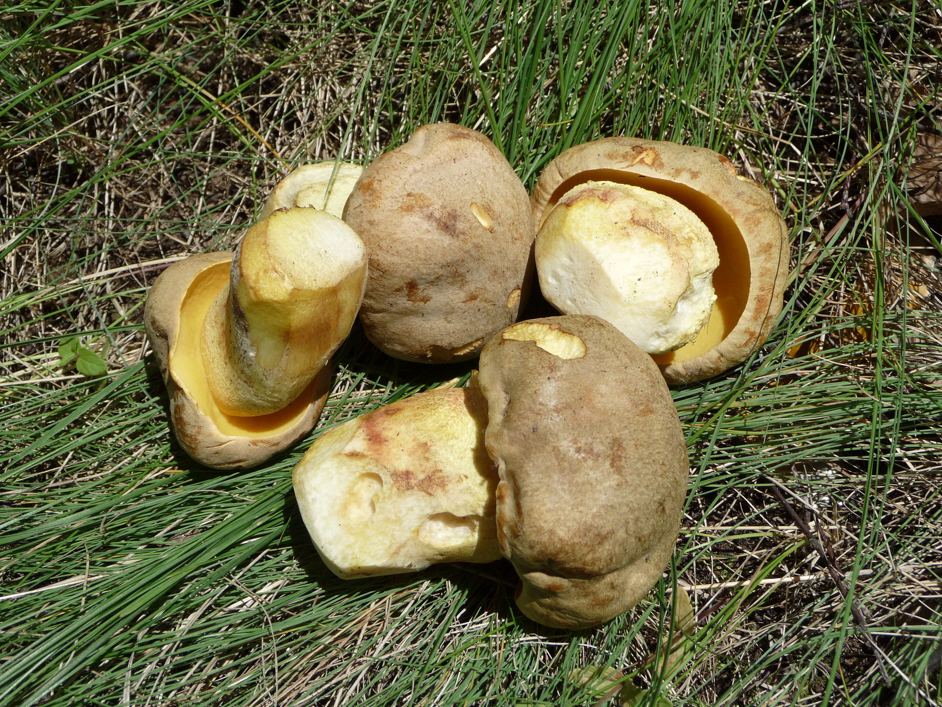 Boletus_impolitus_2009_G1.jpg