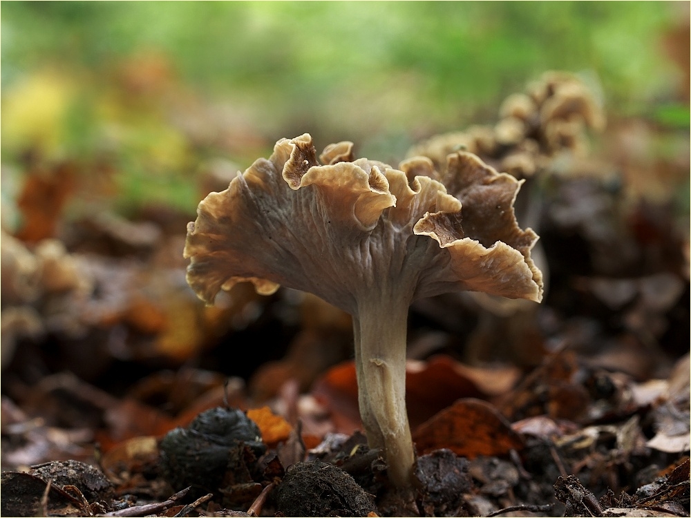 Krause_Kraterelle,_Pseudocraterellus_undulatus.jpg