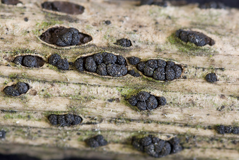 Cucurbitaria berberidis.jpg