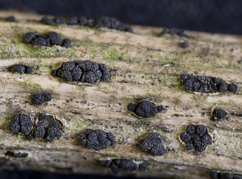 Cucurbitaria berberidis2.jpg