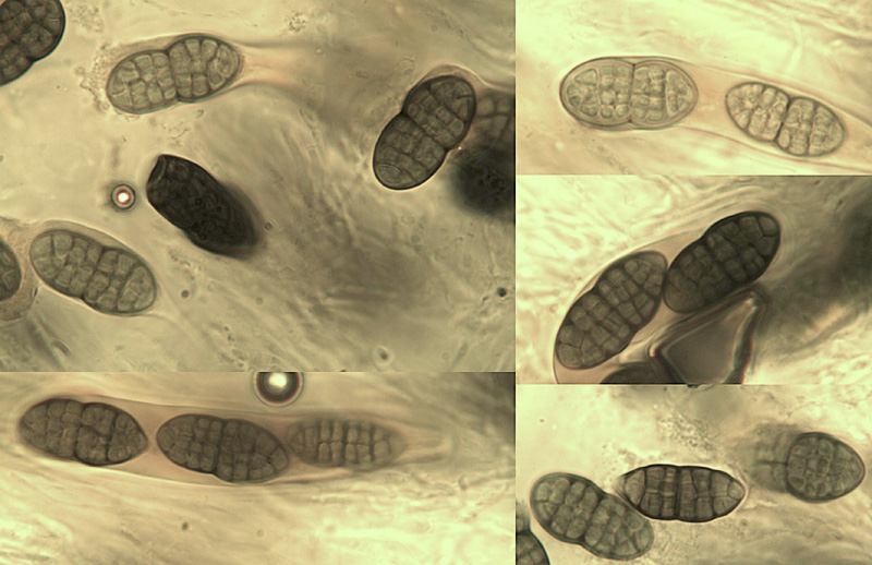 Cucurbitaria berberidis spory.jpg