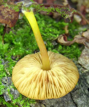 Pluteus admirabilis yellow stalk Steve Nelsen.jpg