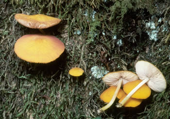 Pluteus admirabilis Roody.jpg
