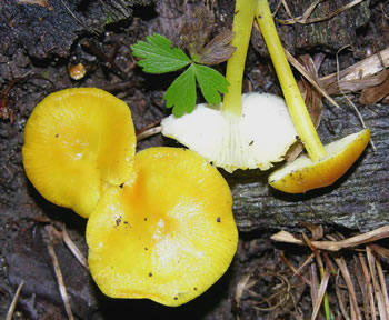 Pluteus admirabilis shiny cap Steve Nelsen.jpg