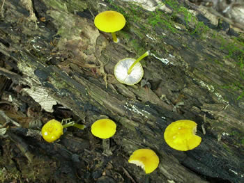 Pluteus admirabilis GE.jpg