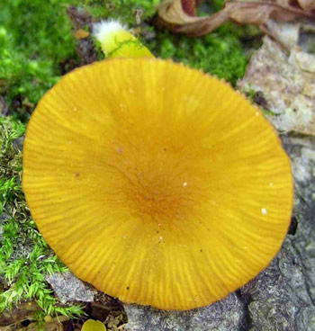 Pluteus admirabilis wrinkled cap Steve Nelsen.jpg