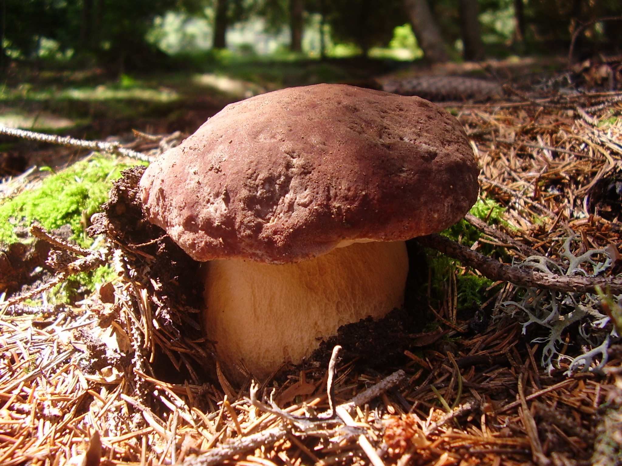 Boletus_pinophilus3.JPG