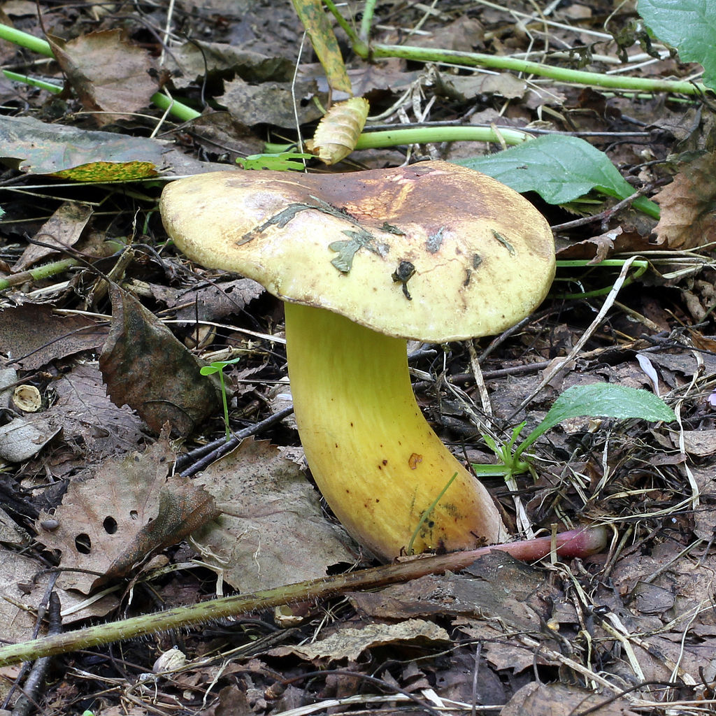 1024px-Boletus_pulverulentus_2011_G1.jpg