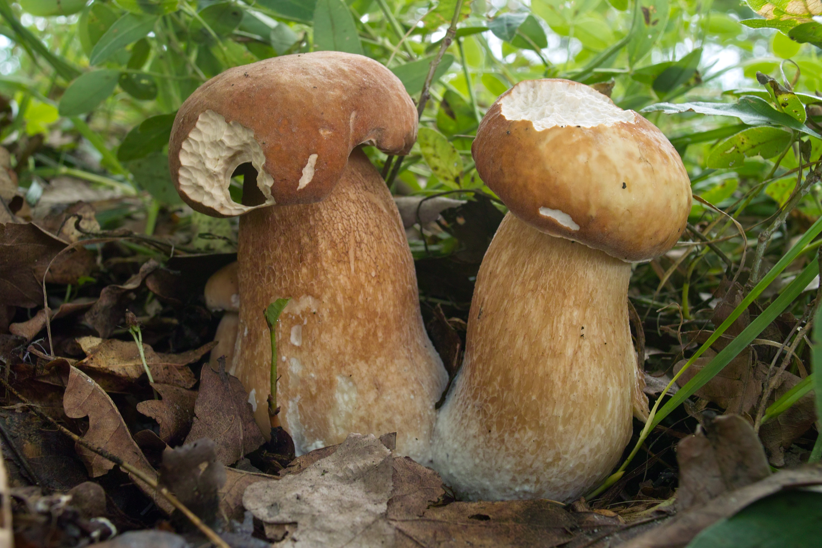 Vrbensk?_rybn?ky_-_Boletus_aestivalis_01.jpg
