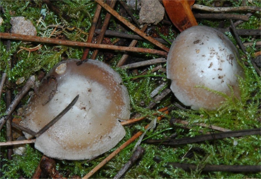 Inocybe albodisca1.jpg