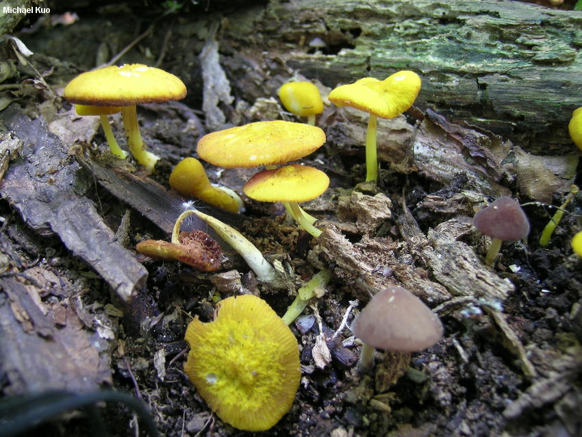 pluteus_chrysophlebius_02.jpg
