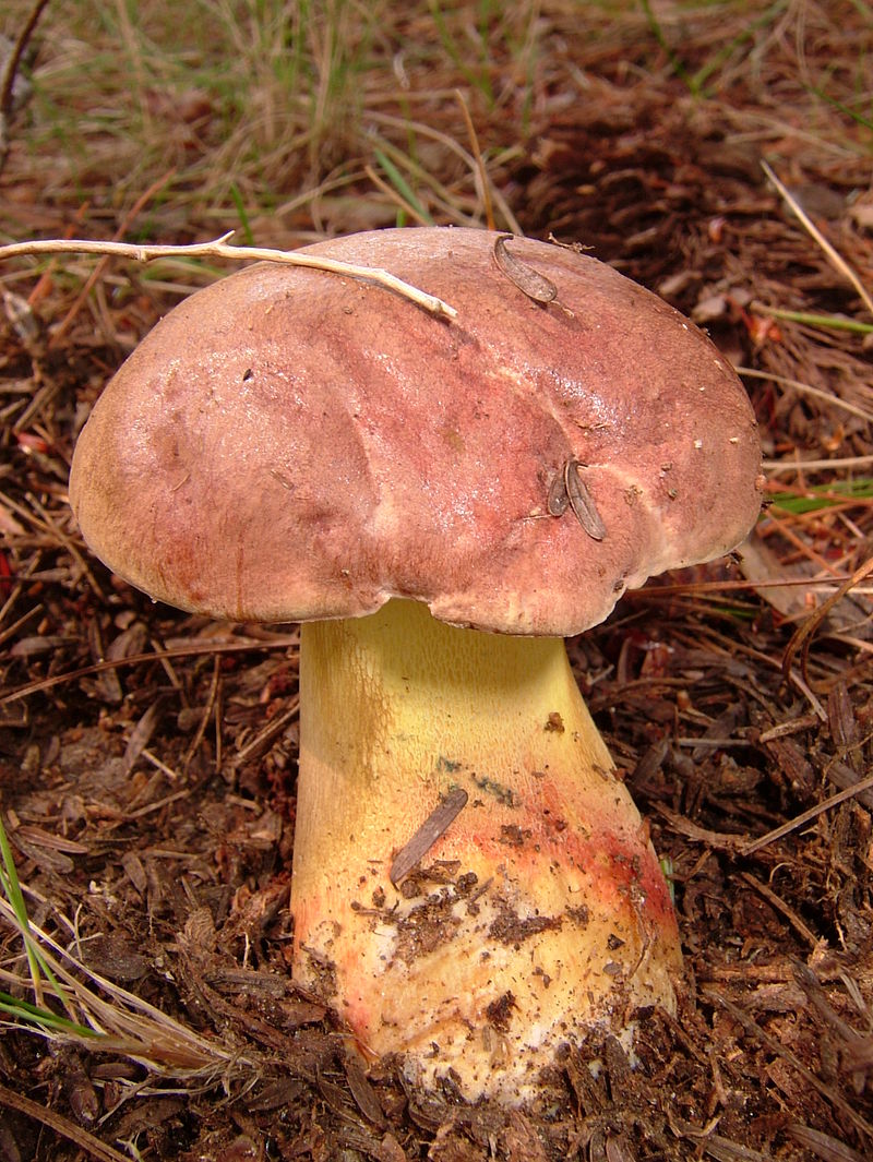 Boletus_speciosus_var._brunneus_169906.jpg