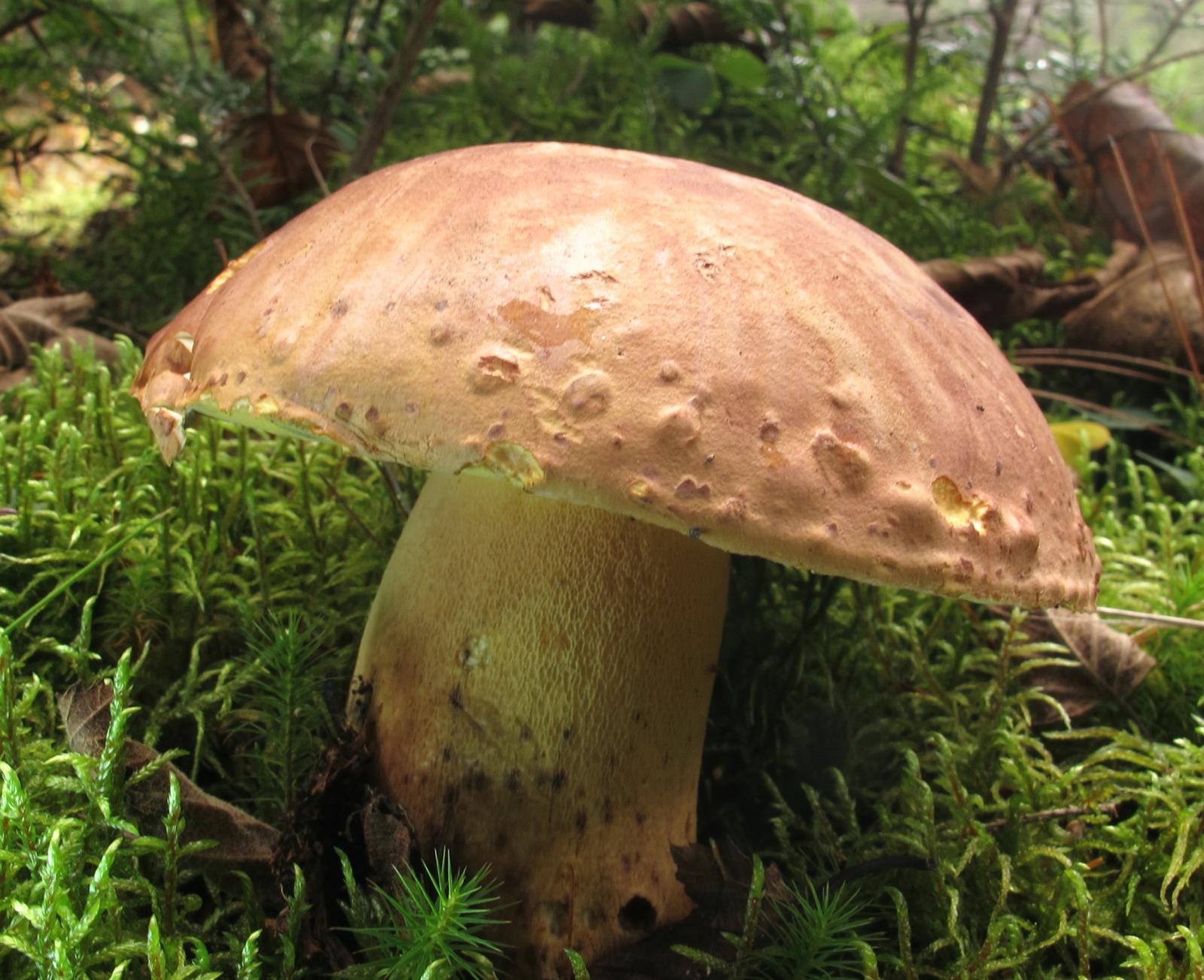 Boletus_speciosus_CF_2.jpg