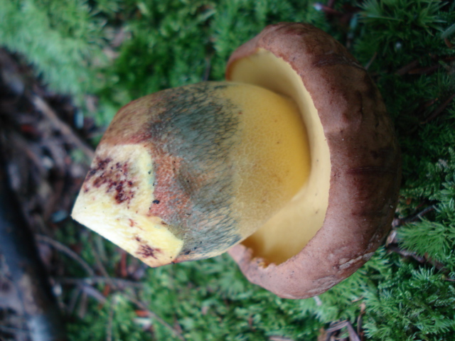 Boletus_speciosus_var._brunneus_36525.jpg