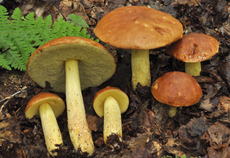 Boletus subglabripes # Noah Siegel.jpg