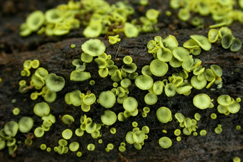 Chlorosplenium chlora close2 GE.jpg