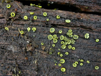 Chlorosplenium chlora4 GE.jpg