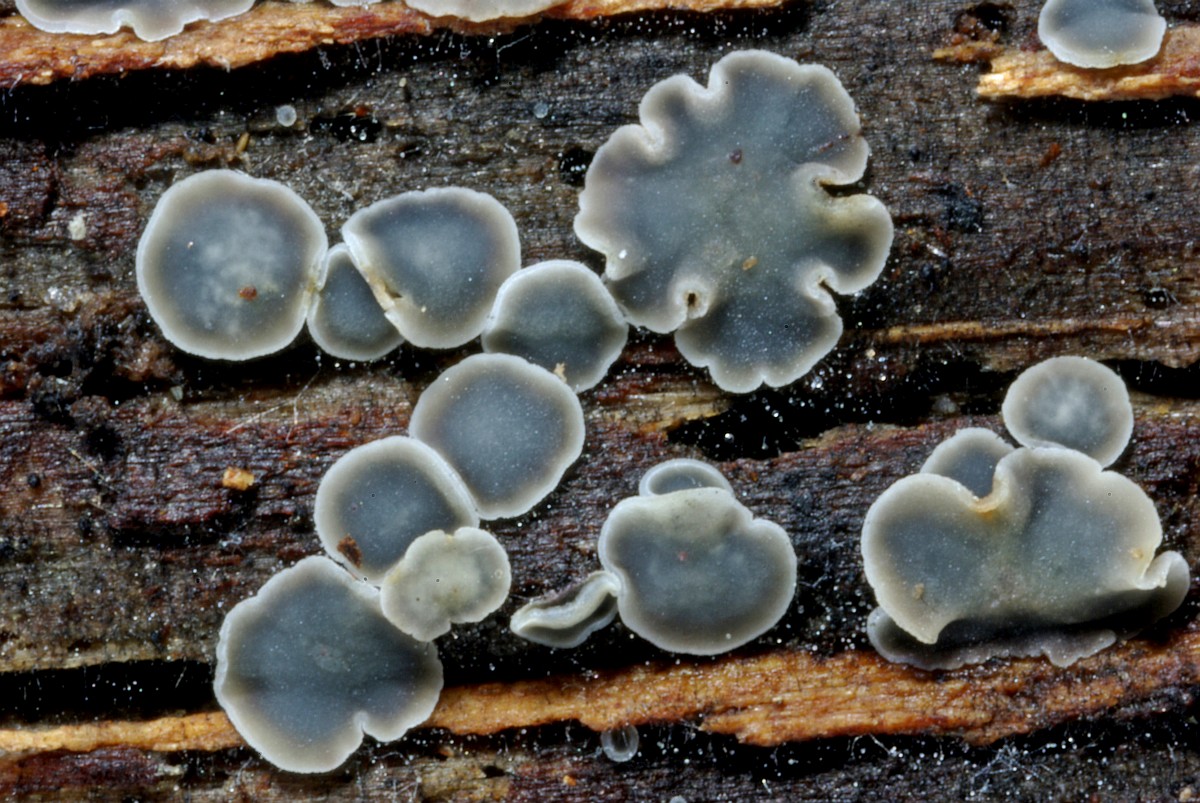 Mollisia cinerea 1, Gedrongen mollisia, Saxifraga-Lucien Rommelaars (1).jpg