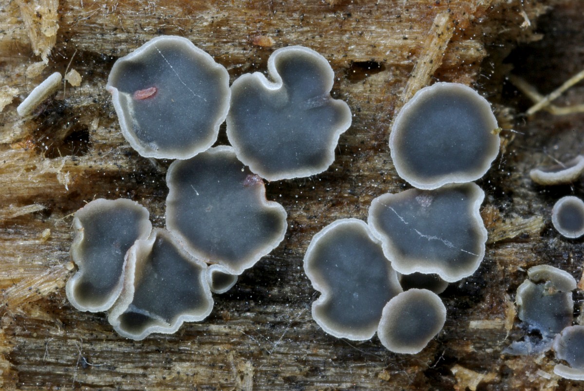 Mollisia cinerea 3, Gedrongen mollisia, Saxifraga-Lucien Rommelaars.jpg