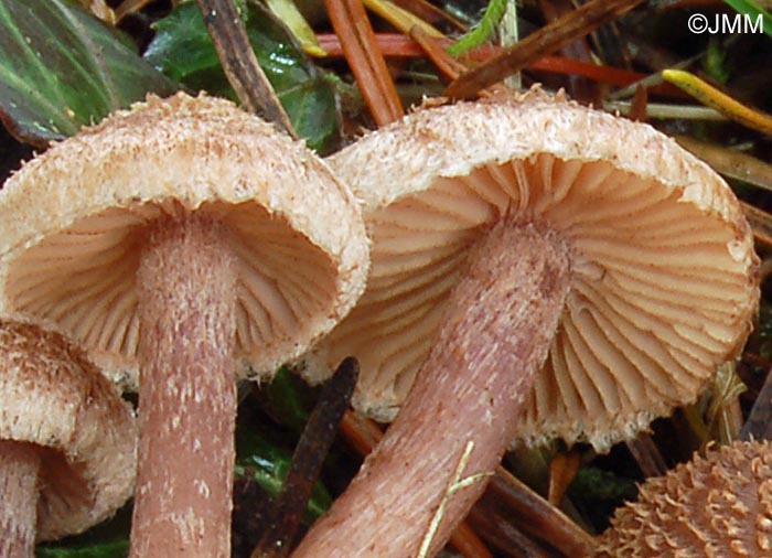 Inocybe cincinnata 3.jpg
