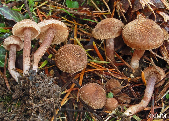 Inocybe cincinnata 1.jpg