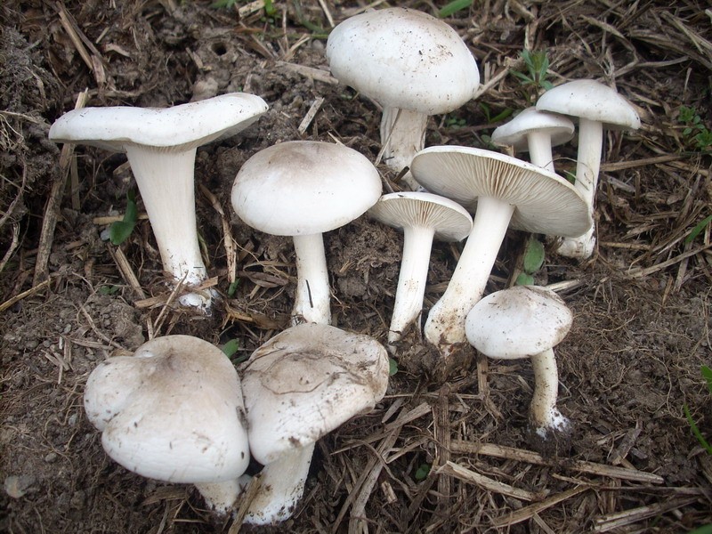 Melanoleuca sp. 3.jpg