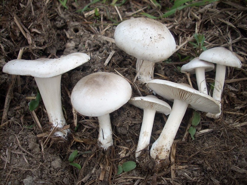 Melanoleuca sp. 4.jpg