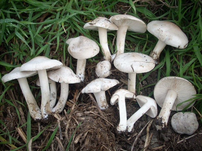 Melanoleuca sp. 2.jpg