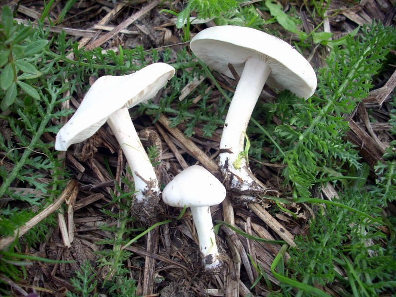 Melanoleuca sp. 5.jpg